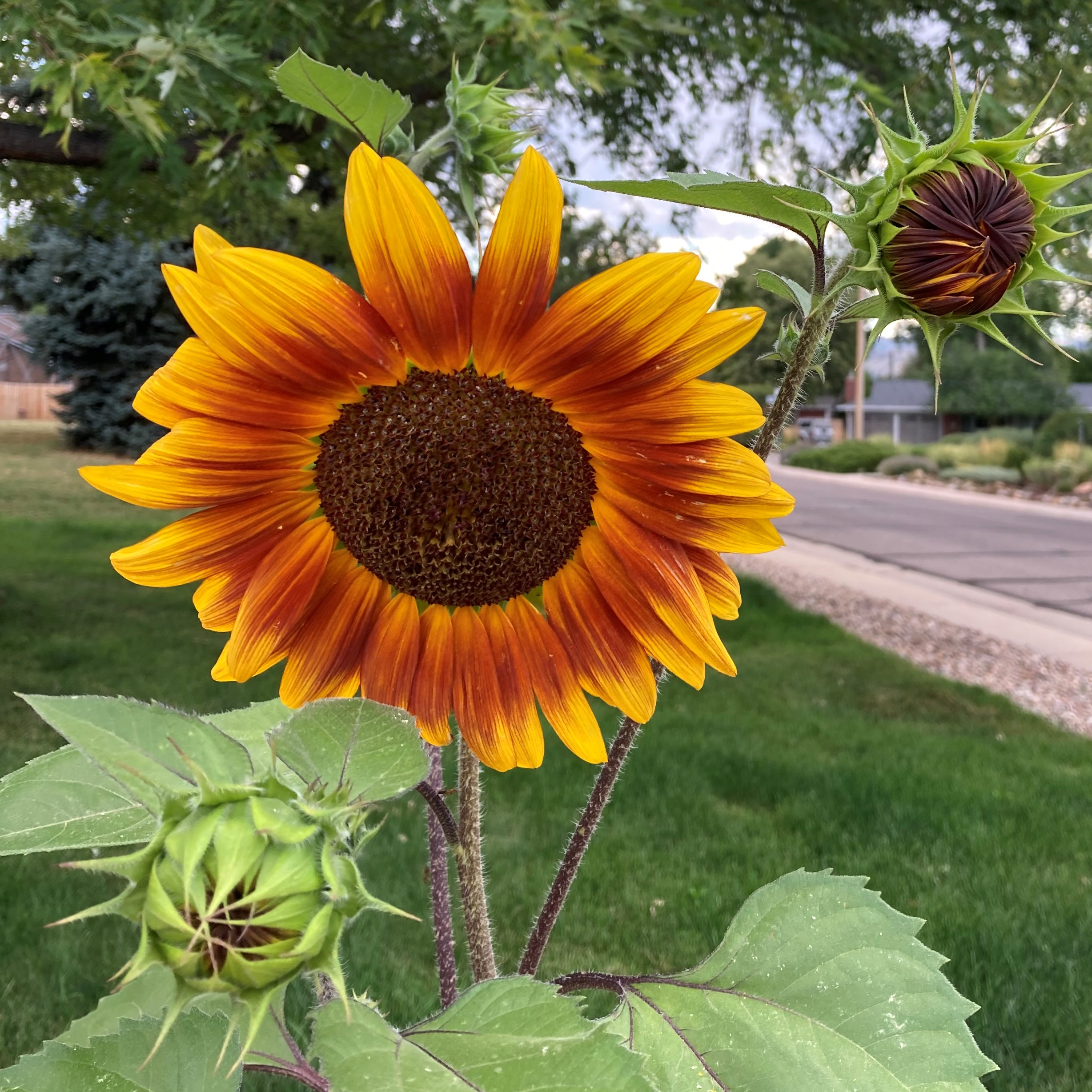 Sunflower